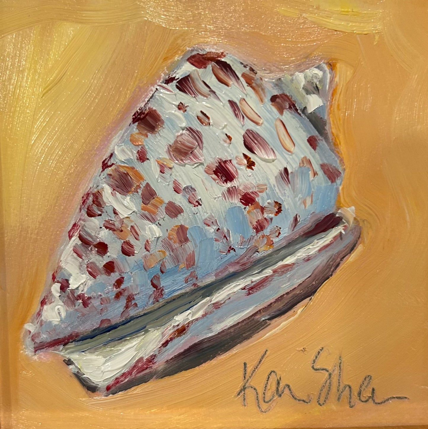 Conus Shell