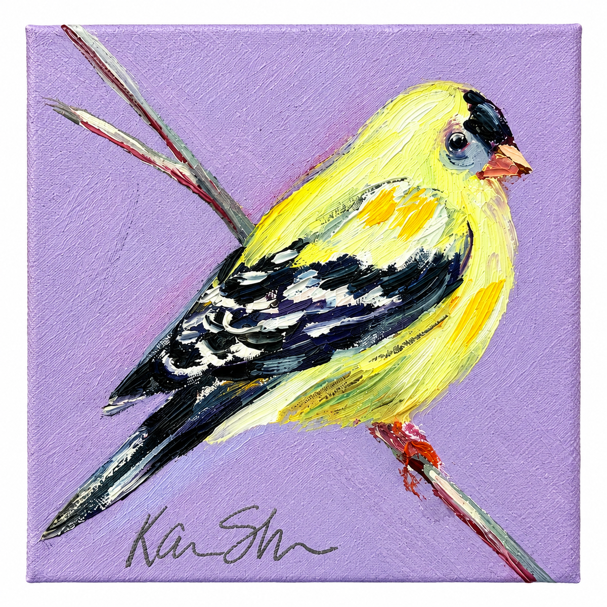 American Gold Finch