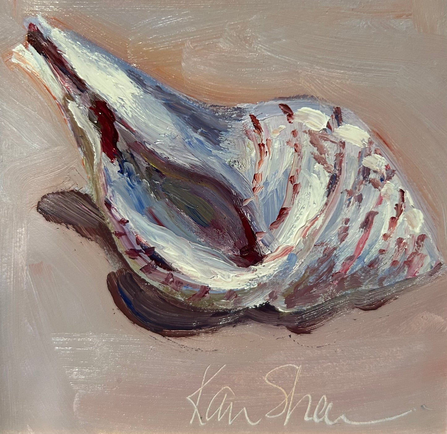 Tulip Shell